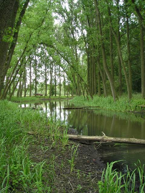 Scheldearm Bomput