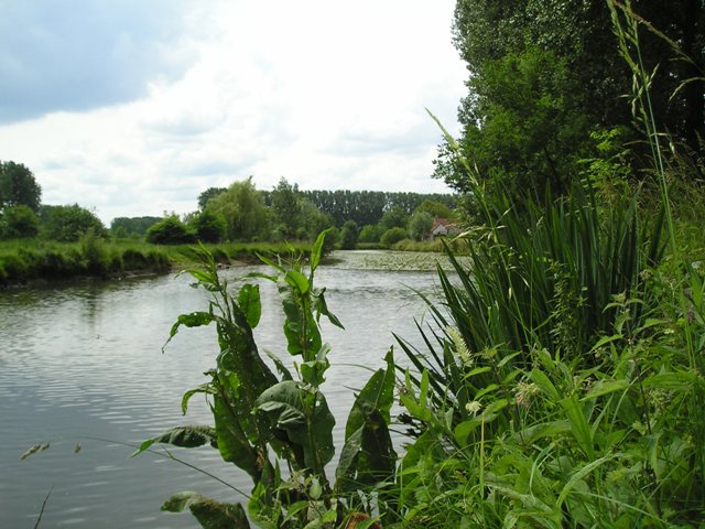 Scheldearm Doornhammeke