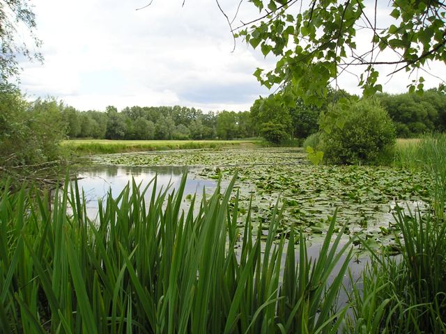 Scheldearm Krommehoek zomer