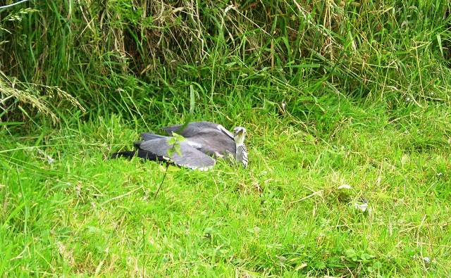 Reiger Zevergemse Scheldemeersen